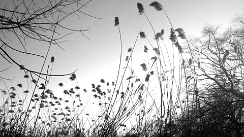 waterweeds waterweeds