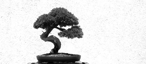 bonzai01