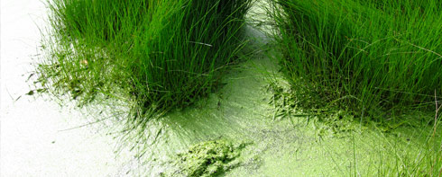 salt grass in the marsh