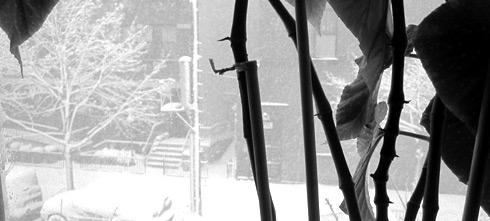 looking at snow out the window through plant leaves