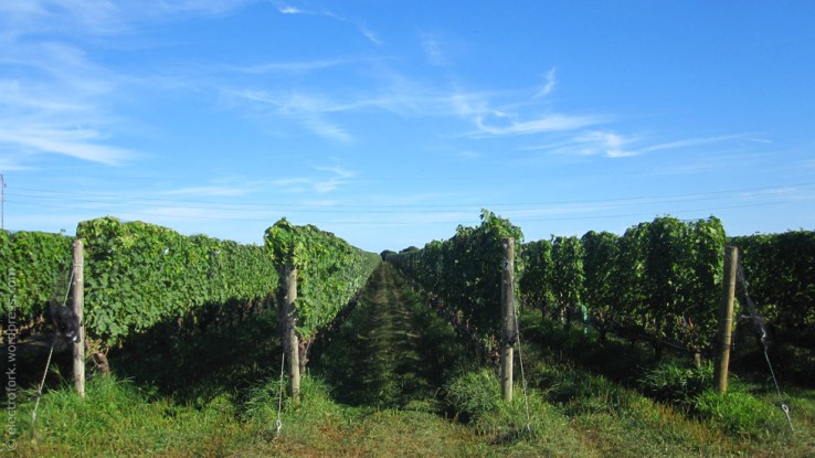 North Fork Vineyard, Shinn Estates