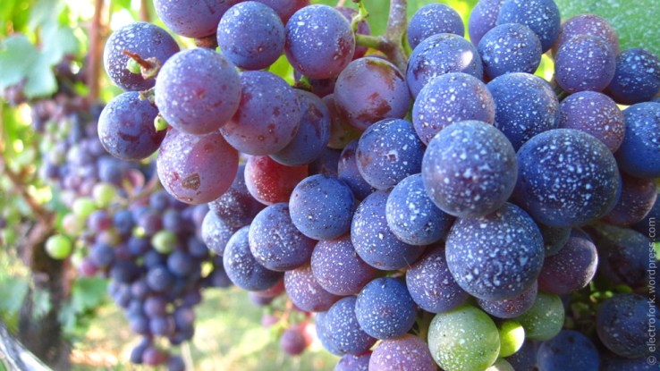 North Fork wine grapes