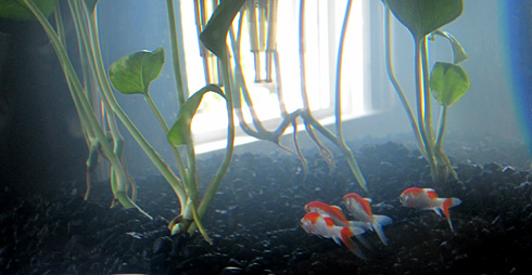 red and white comets