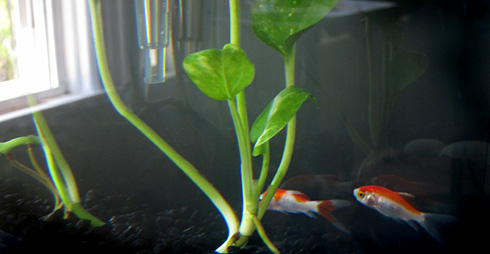wink and fillyjonk: red & white comets rescued from the feeder tank.