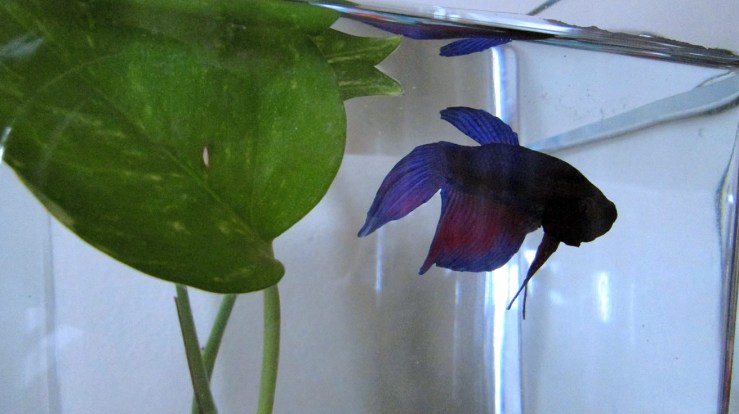 betta fish