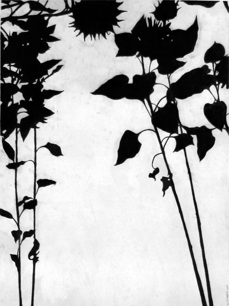 sunflowers in charcoal