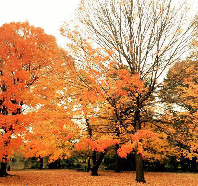 orangeleaves