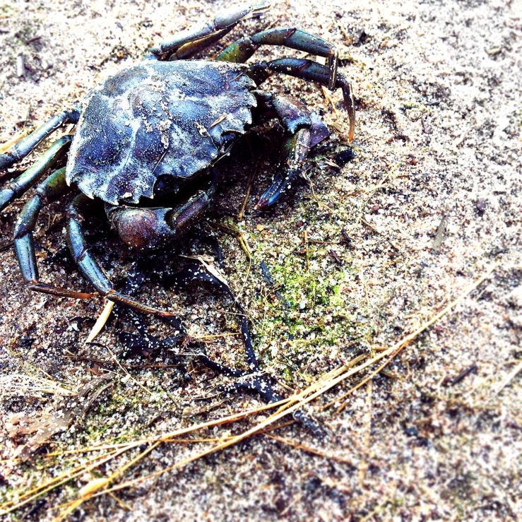 gerritsenbeach_crab