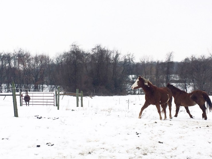 horses in snow running