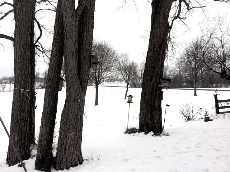 locust trees in snow