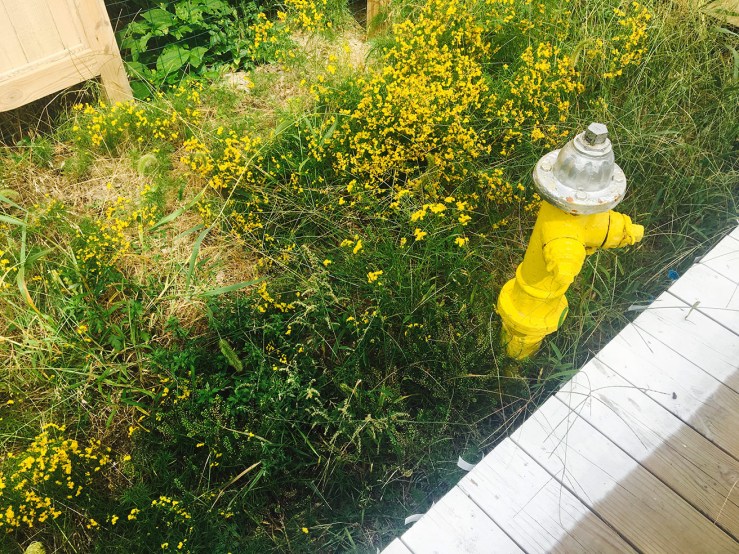 Fire Island Pines flowers