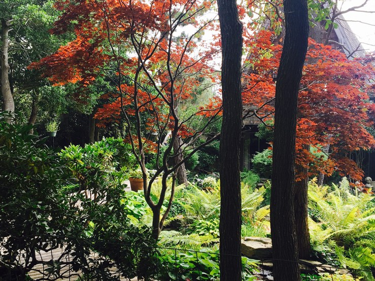 Fire Island Pines trees