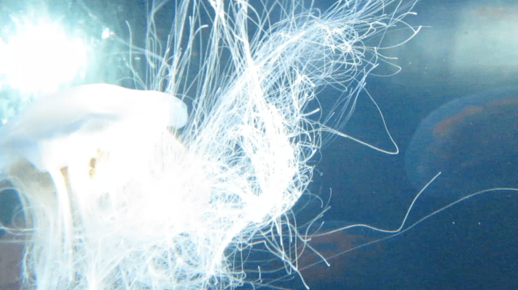 Jellyfishes in Brooklyn Aquarium by Elizabeth Daggar