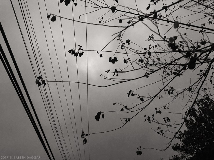 Wires and branches