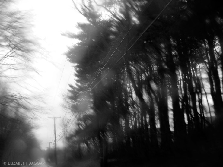 rain blurred trees photo by E Daggar