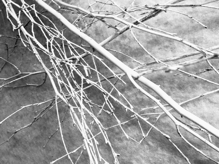 Black and white photo of winter branches
