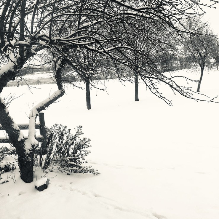 winter trees in a snowy field (black and white photo)
