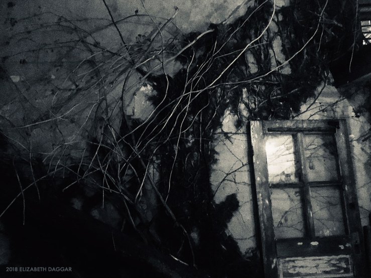 photo of Sunny's backyard