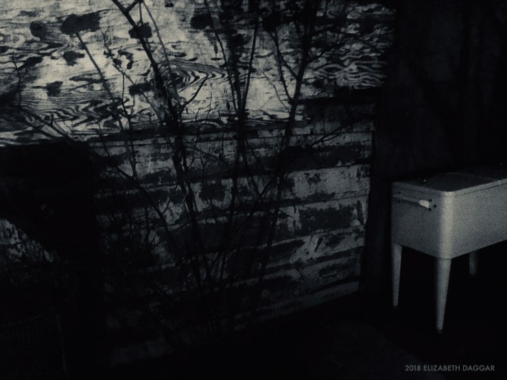 photo of Sunny's backyard