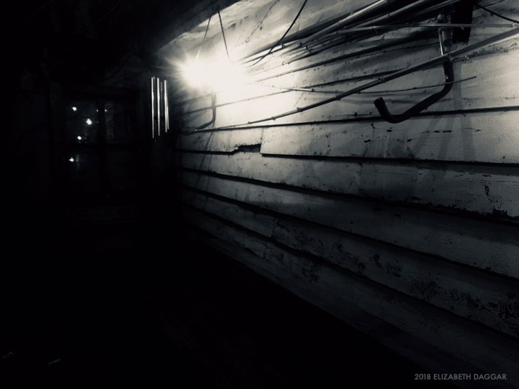 photo of Sunny's backyard