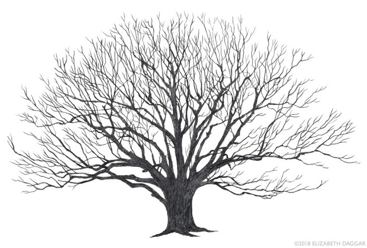 pencil drawing of a red oak tree by E Daggar