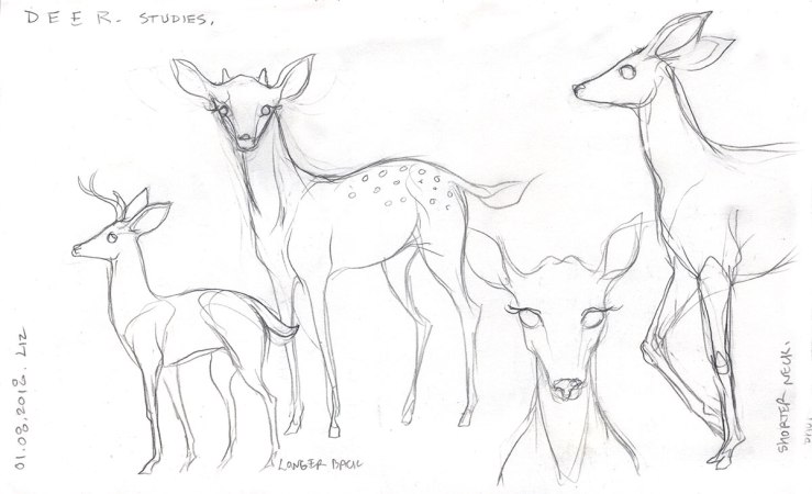pencil sketches of deer