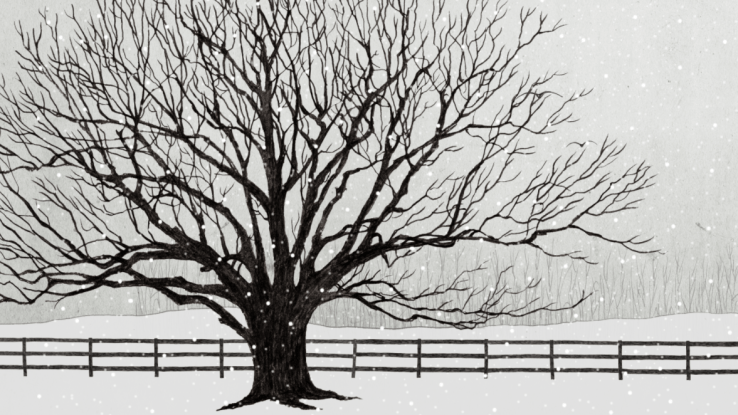 pencil snowscape with oak tree and fence