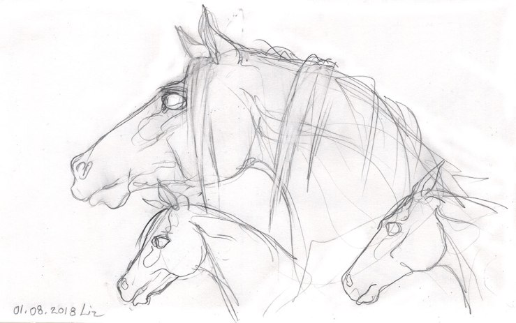 pencil sketches of horses