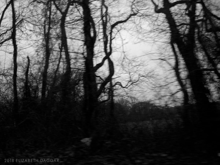 photo of blurred trees in winter