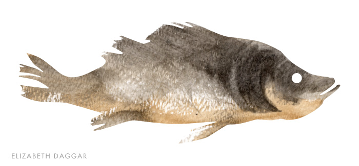 watercolor of a fish