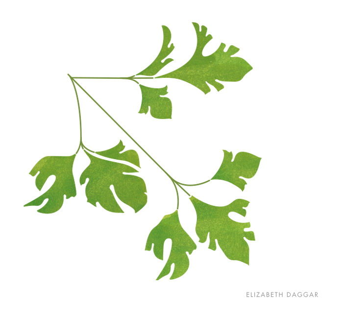 watercolor of parsley
