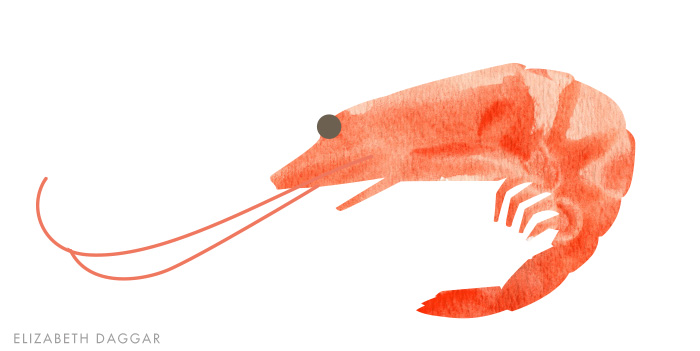 watercolor of a prawn