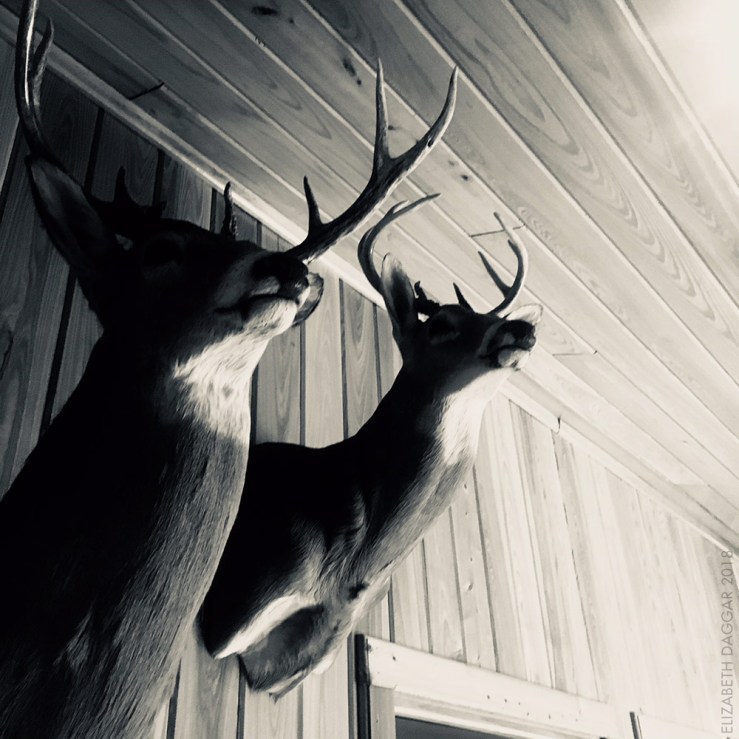 deer head hunting trophies on a wall in the wooden lodge