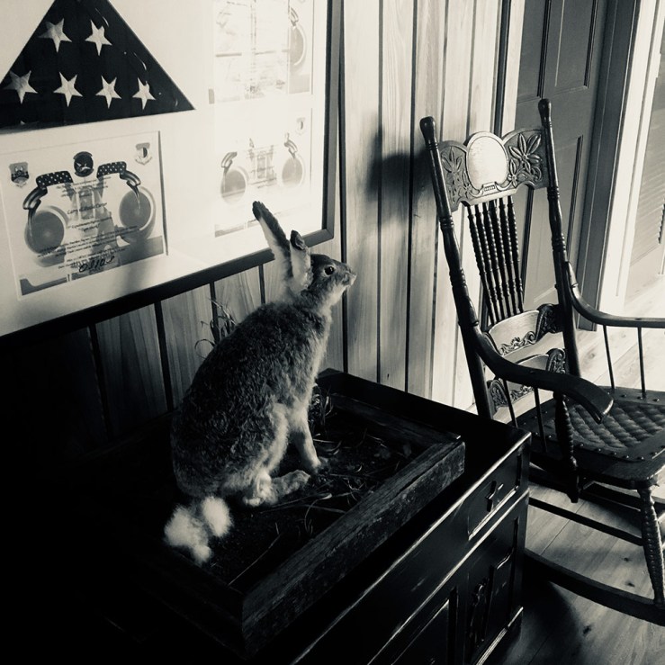 taxidermy rabbit in the interior of the lodge