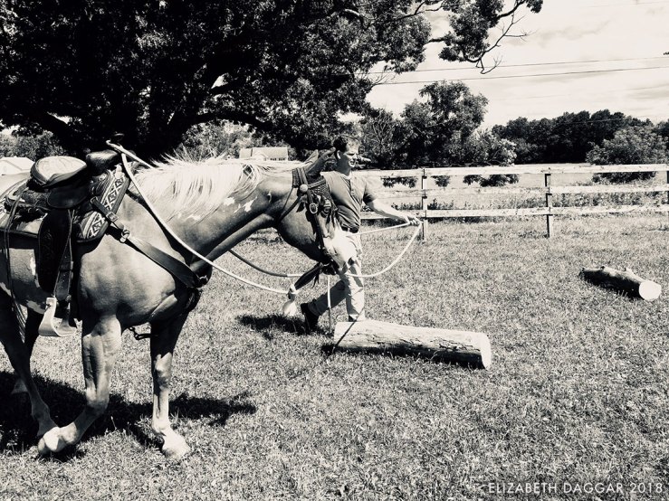 Seneca, the paint quarterhorse
