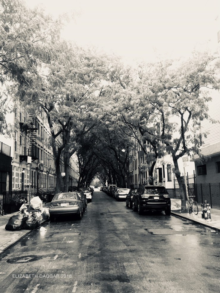 A street lined with an arched tunnel of Locust trees in Greenpoint