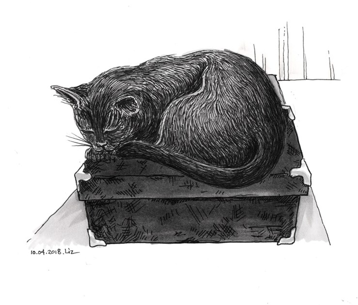 drawing of a cat sleeping on a box