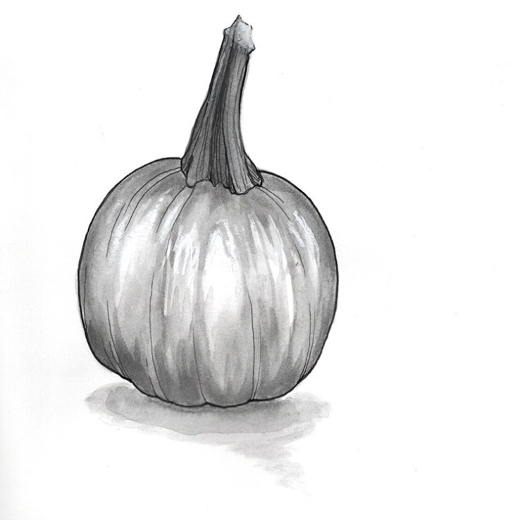 ink drawing of a small pumpkin
