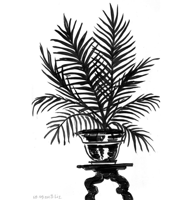 ink drawing of a palm plant
