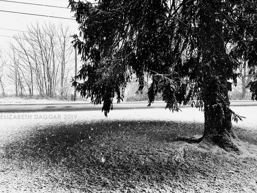 the giant pine in the yard upstate, blocking snowfall on the yard liek an umbrella (b&w photo)