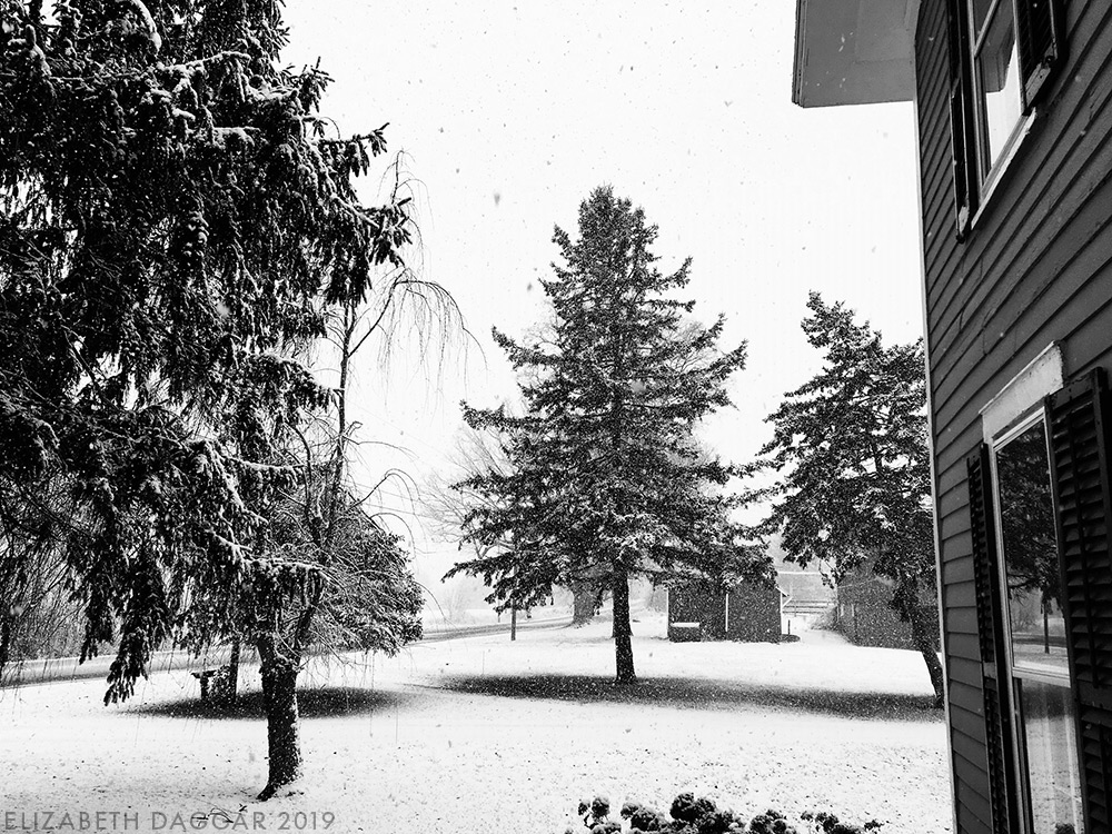 Several pine trees upstate in snowfall (b&w photo)